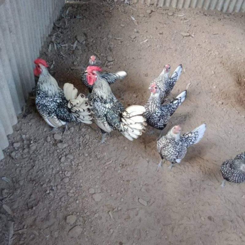 Promo AYAM BATIK ITALIE AYAM KATE BATIK AYAM HIAS Diskon 23% di Seller Tiny  Petshop - Kelapa Gading Barat, Kota Jakarta Utara | Blibli