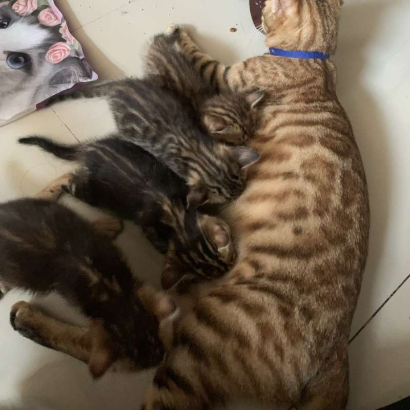 Harga kitten bengal hotsell
