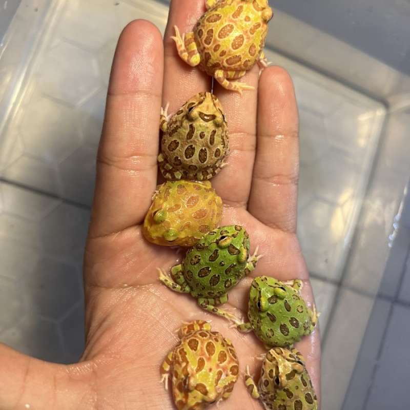 Baby pacman hot sale frog