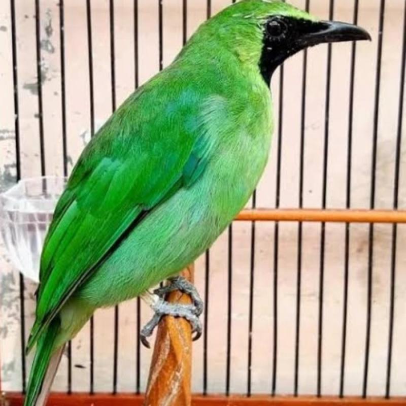 Jual Burung Cucak Ijo Jantan Termurah - Harga Grosir Terupdate Hari Ini |  Blibli
