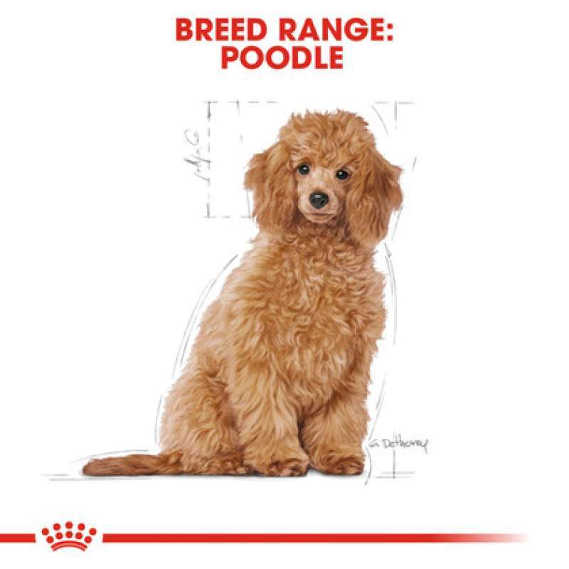 Poodle Breed Toy Poodle Puppy Food Promo Royal Canin Poodle Puppy