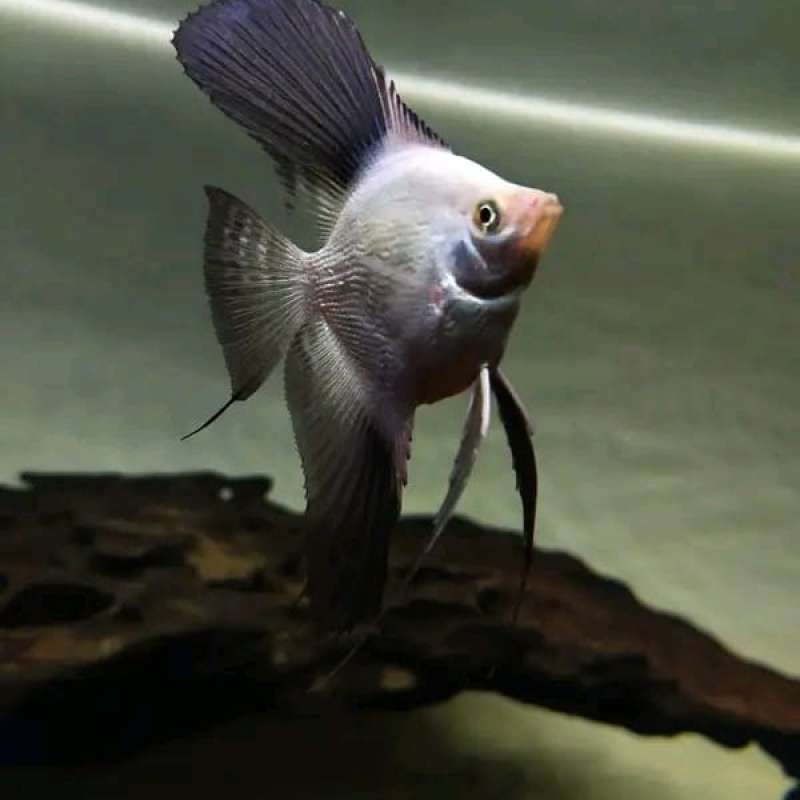 Manfish shop