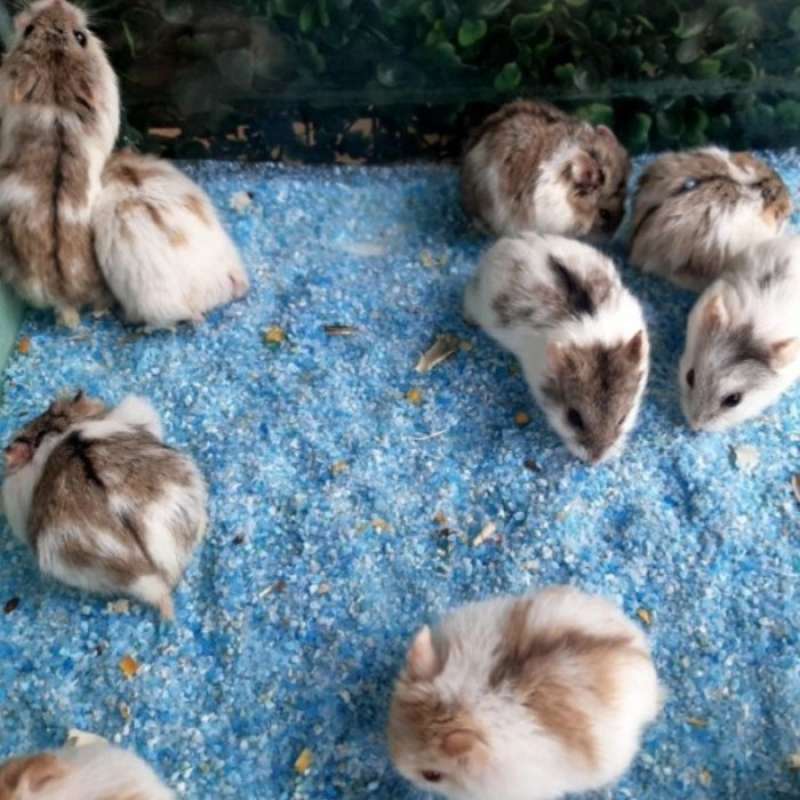 Hamster clearance campbell panda