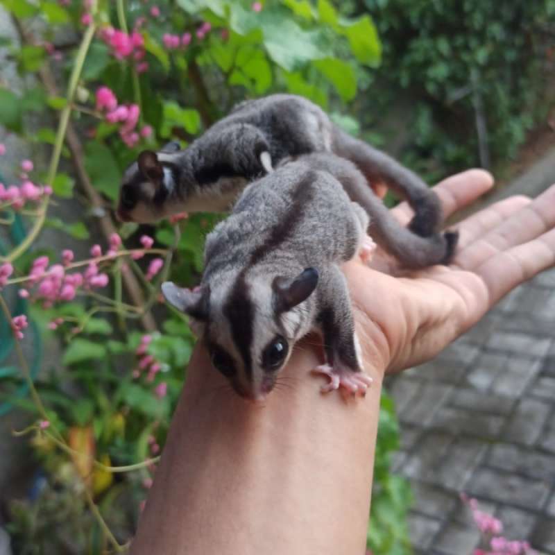 Promo Sugar Glider Classic Grey Joey By Sugarglider Brownsugar