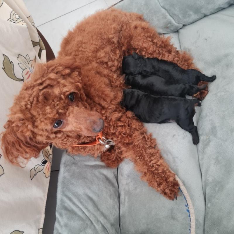 Harga anjing deals poodle toy