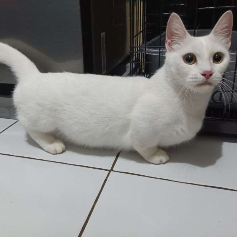 Munchkin sale kitten harga