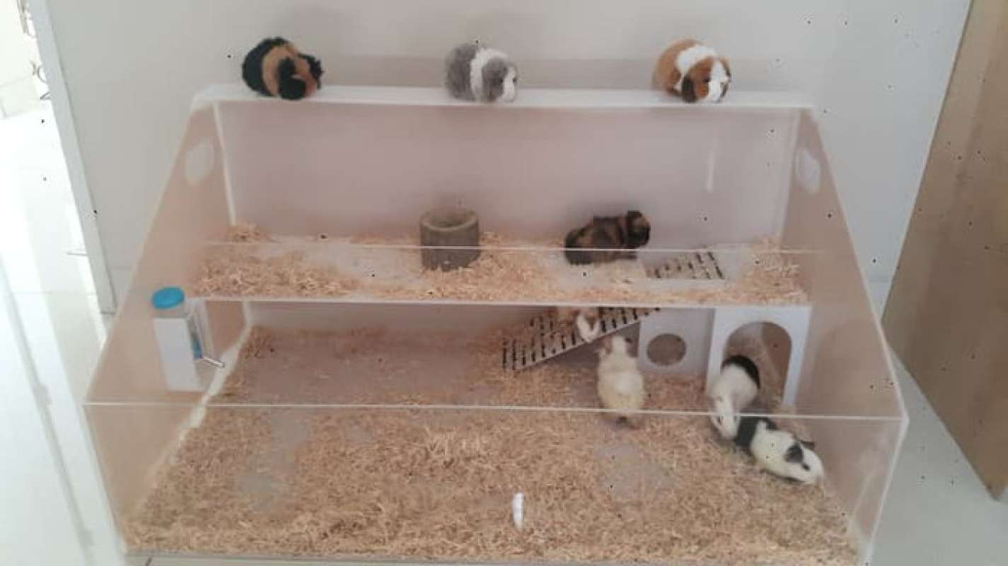 Kandang online guinea pig