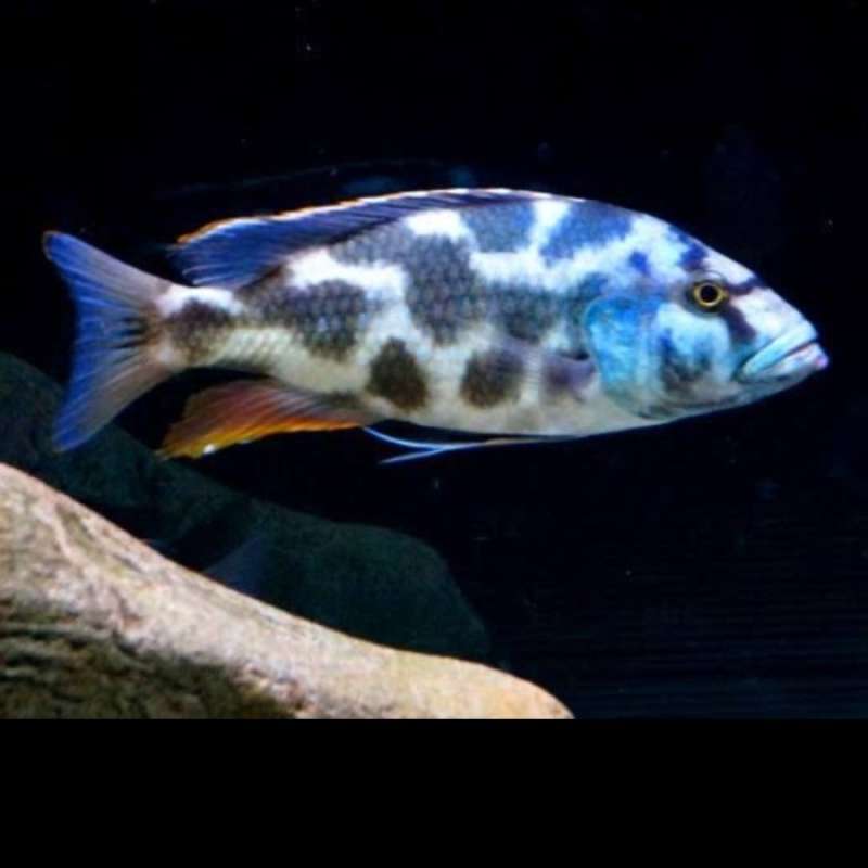 Promo Nimbochromis Livingstonii - African Cichlid Diskon 23% di Seller  Laraji Store - Kalibata, Kota Jakarta Selatan | Blibli