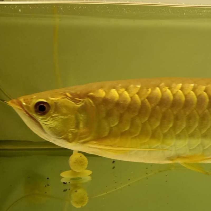 24 Karat goldener Arowana Fisch