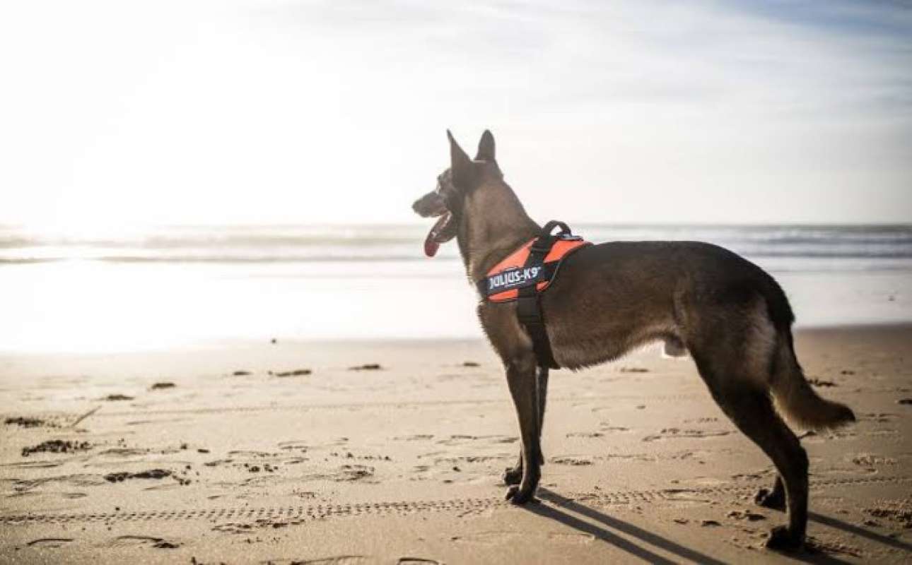 Promo Harness Julius K9 Diskon 26% Di Seller Goofy Petshop