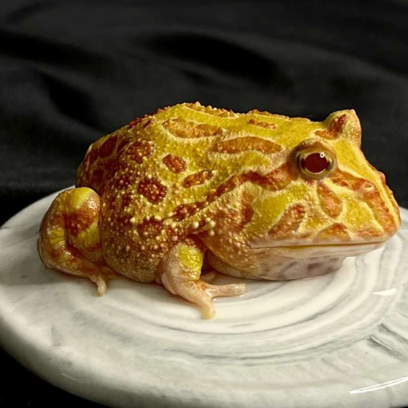Sunburst sales pacman frog