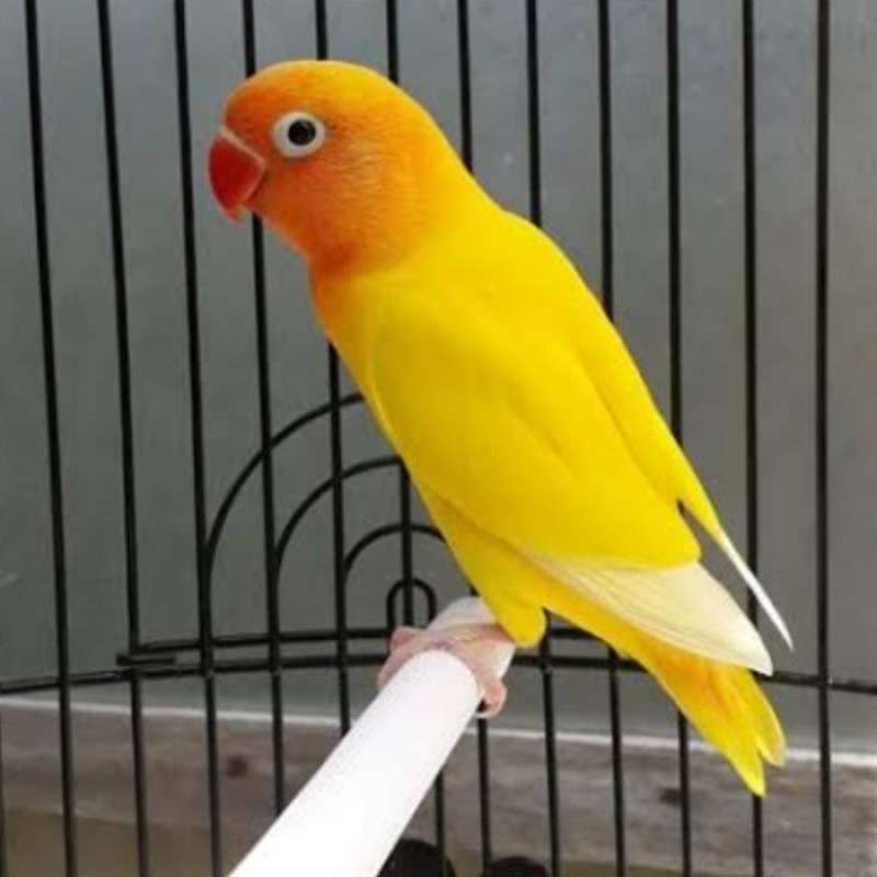 Lovebird lutino sales