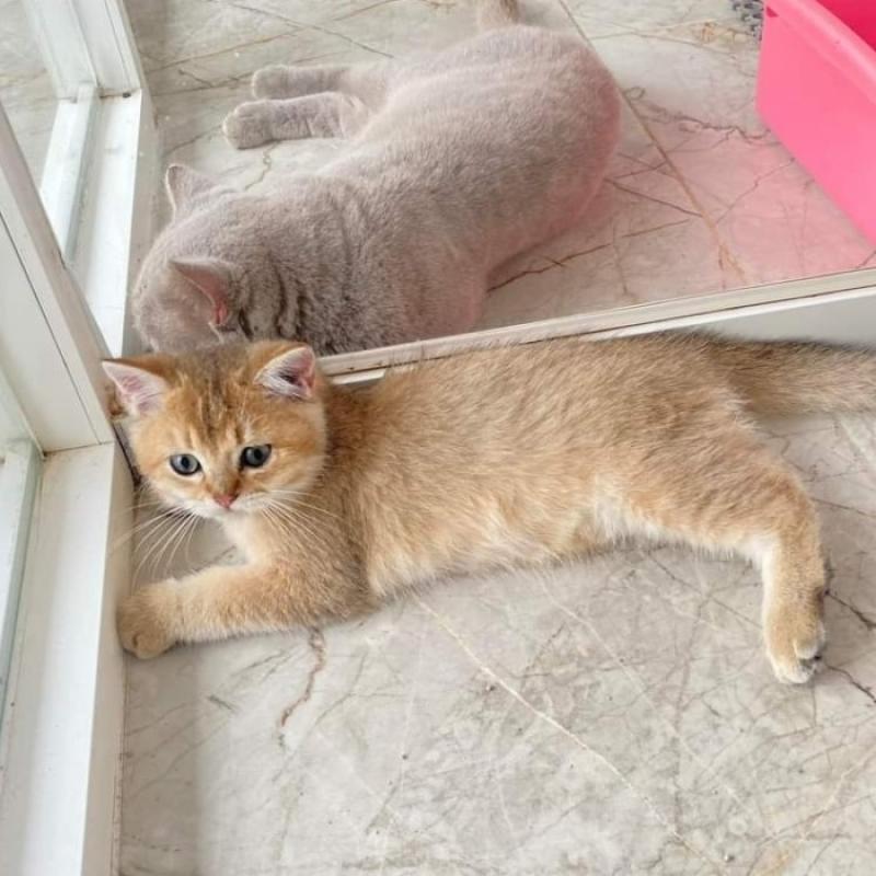 Harga kucing golden british shorthair sales
