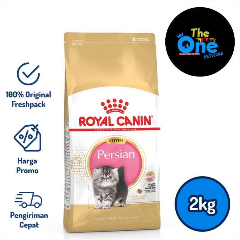 Rc persian best sale kitten