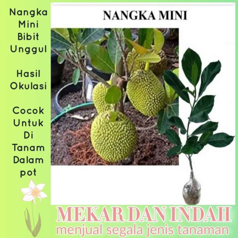 Promo Bibit tanaman buah nangka mini unggul, pohon nangka mini unggul  Diskon 33% di Seller HENDRIJAYA - Cipulir, Kota Jakarta Selatan | Blibli