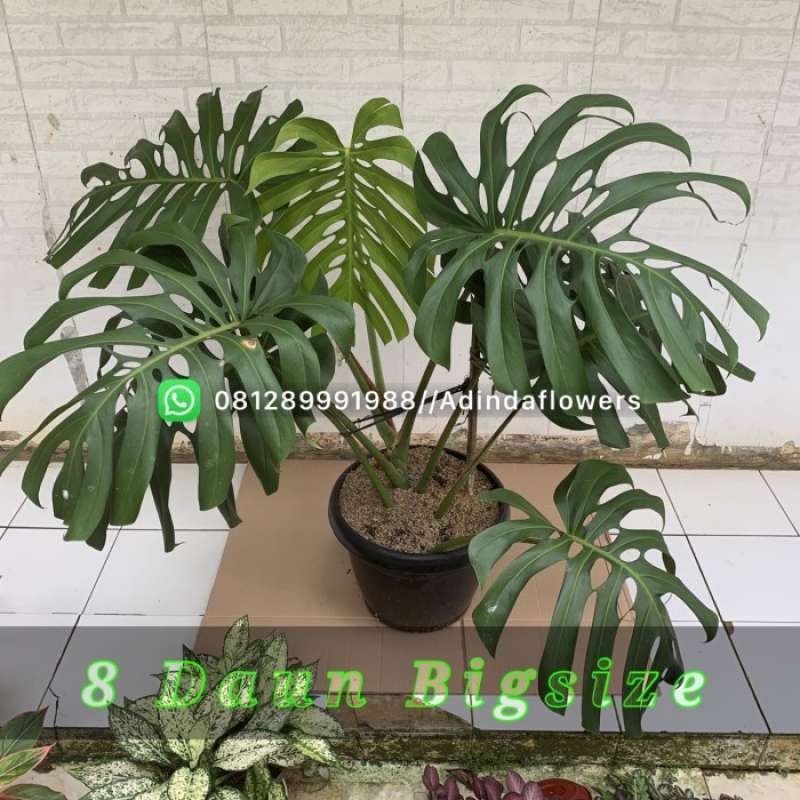 Jual Monstera Brazilian Common Form Big Size Di Seller Zenonn Shop -  Wanasari, Kab. Bekasi | Blibli