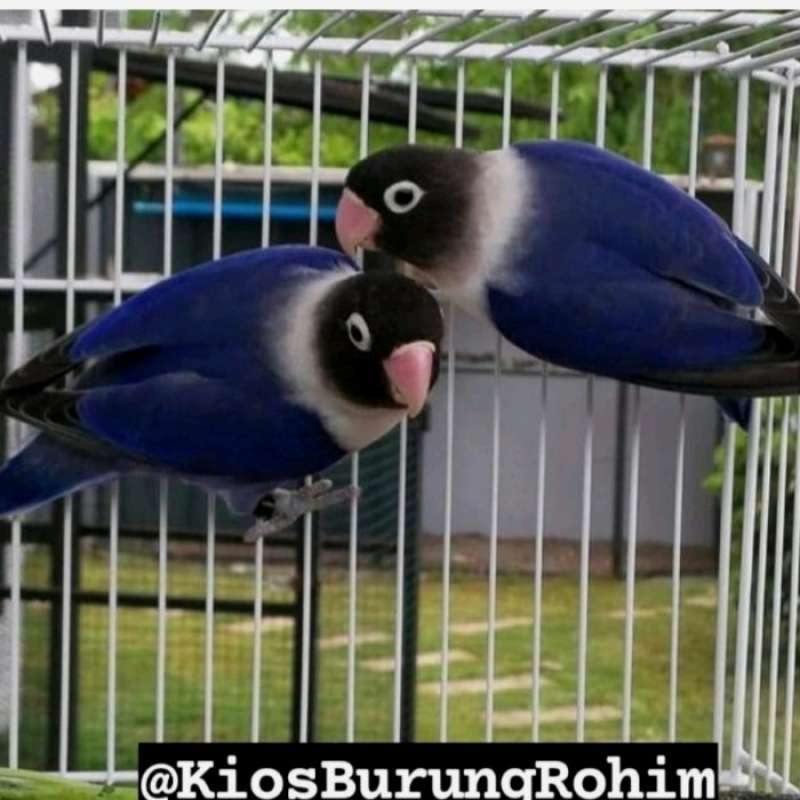 Promo Burung Lovebird Violet Dakocan Sepasang Dewasa Diskon 33% Di Seller  Azzana Storee - Meruya Selatan (udik), Kota Jakarta Barat | Blibli