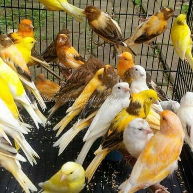 Promo JUAL BURUNG KENARI AFS GACOR Diskon 23% di Seller Laraji Store -  Kalibata, Kota Jakarta Selatan | Blibli