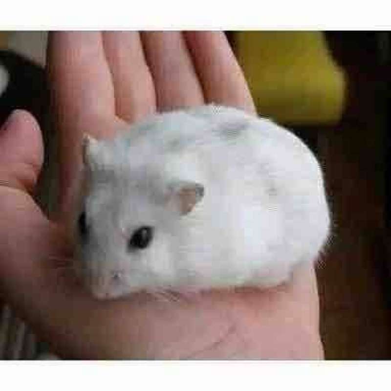 Hamster shop winter pearl