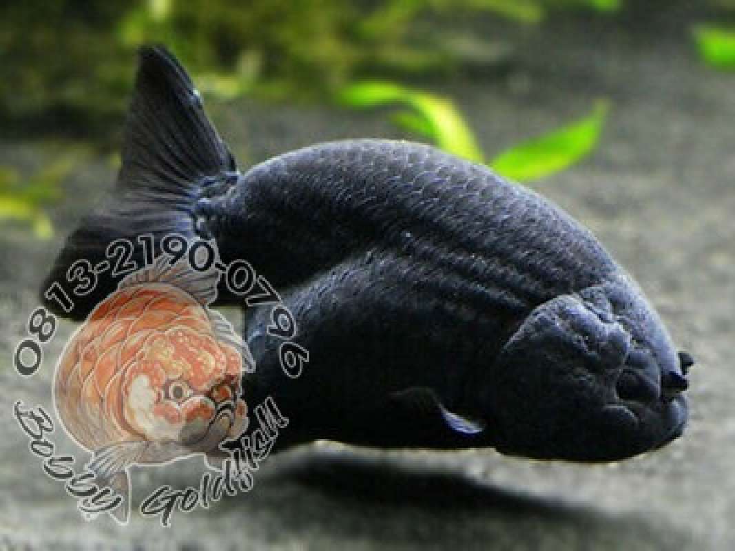 Ikan koki black sales moor