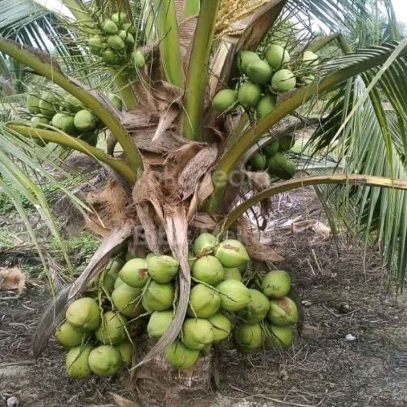 Promo Bibit Kelapa Pandan Wangi Hijau, F1 Thailand, asli genjah cepat  berbuah Diskon 5% di Seller Olshop Zaini - Tambakrejo, Kab. Kebumen | Blibli