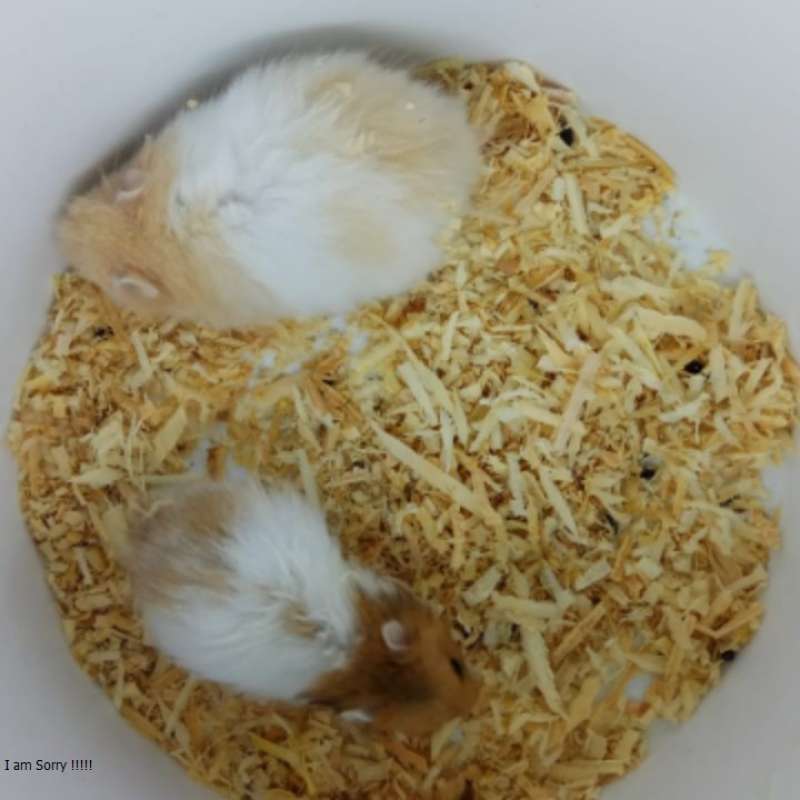 Harga hamster top syrian long hair