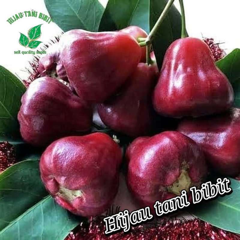 Jambu black store