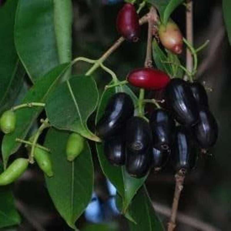 Promo Bibit Pohon Jamblang Hitam - Buah Duwet Juwet Java Plum Jamlang  Diskon 33% di Seller HENDRIJAYA - Cipulir, Kota Jakarta Selatan | Blibli