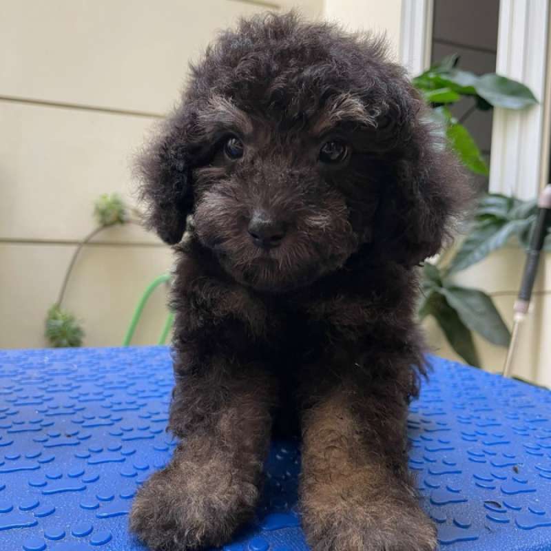 Jual silver toy sales poodle