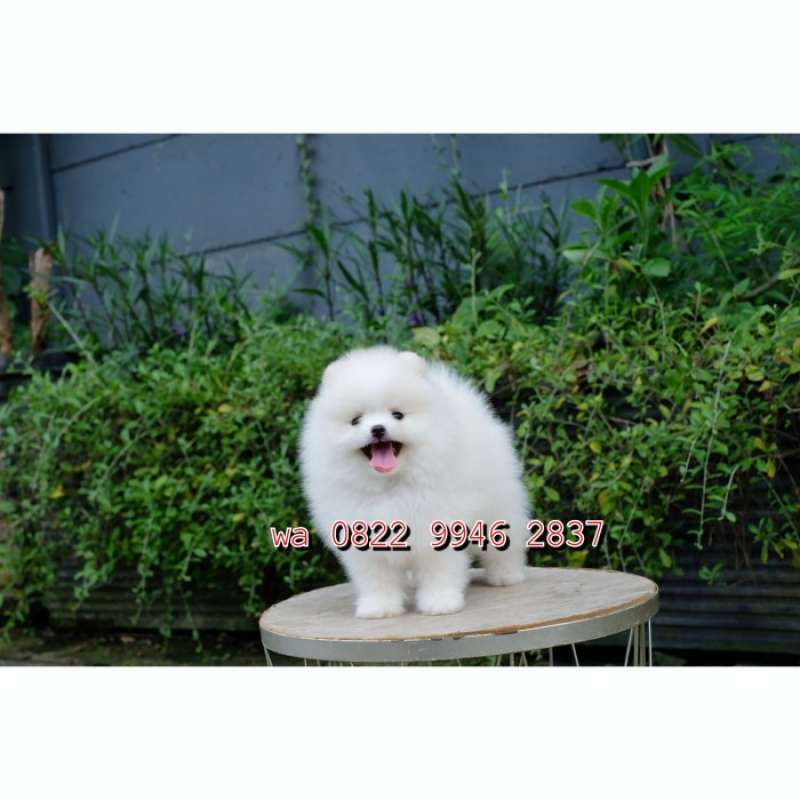 Jual teacup pomeranian top