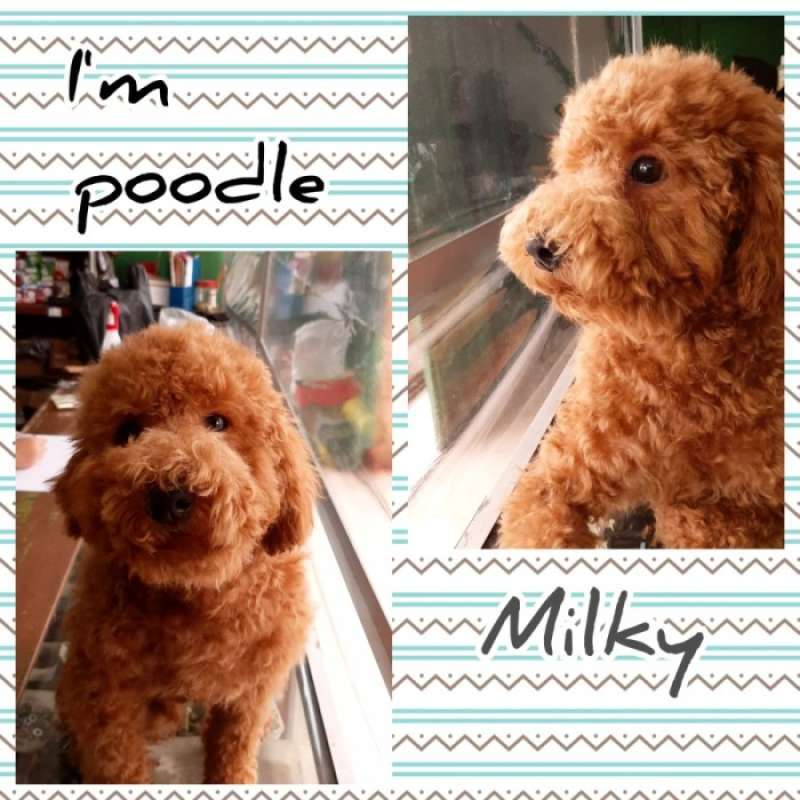 Jual Anjing Red Toy Poodle Jantan di Seller aaron Gandaria Utara