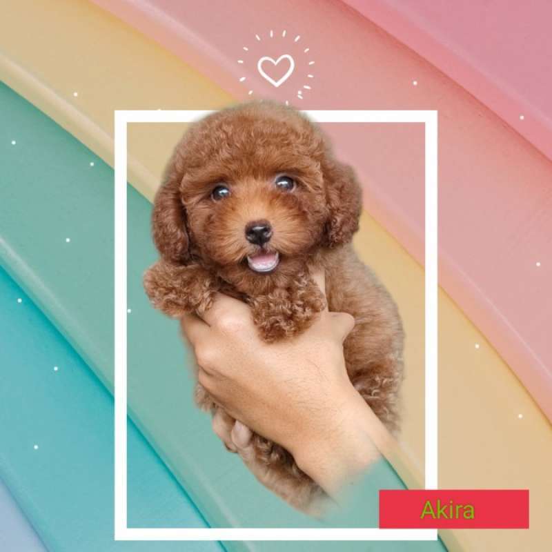 Harga red sale toy poodle