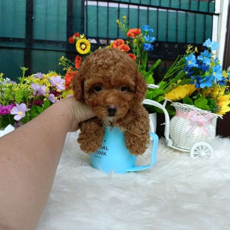 Harga teacup poodle on sale