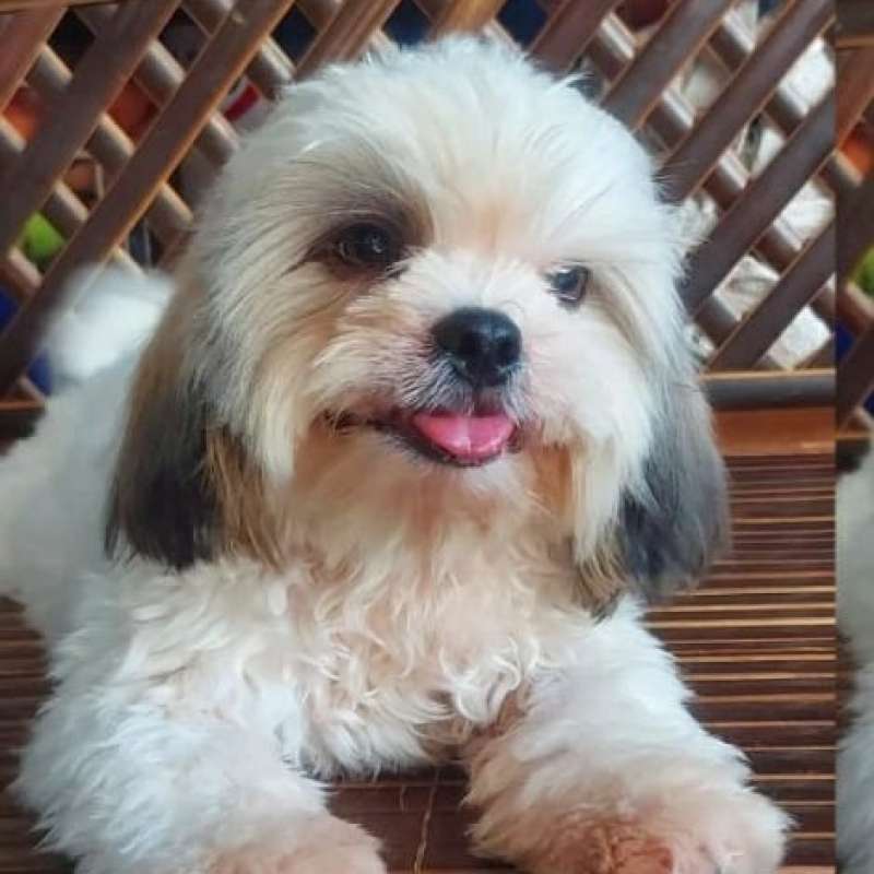 Jual Anjing Shihtzu di Seller aaron Gandaria Utara Kota Jakarta