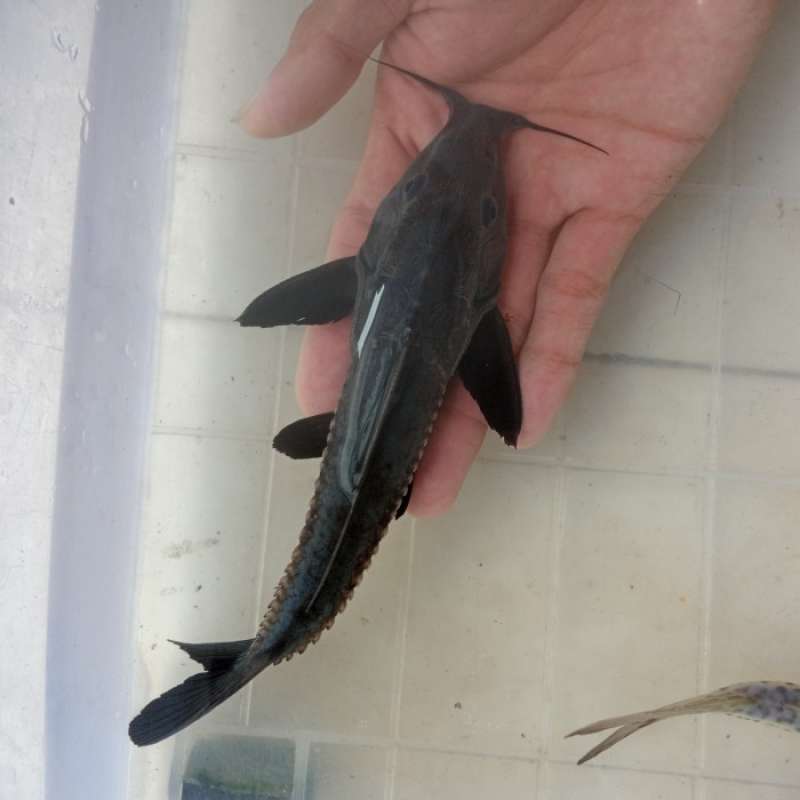 Jual Hiasan Aquarium Ikan Oxydoras Niger Ripsaw Catfish Ikan Predator Tank  Di Seller Goofy Petshop - Pinangsia, Kota Jakarta Barat