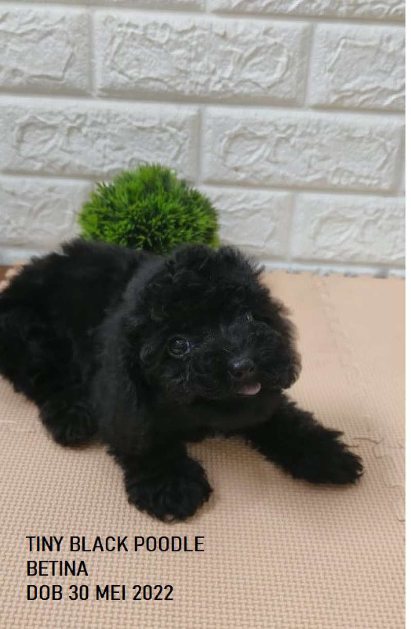 Anjing hotsell mini poodle