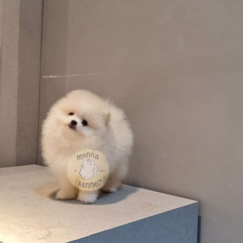 Harga best sale teacup pomeranian