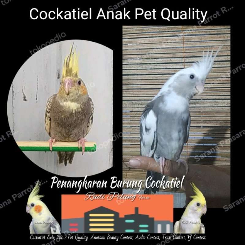 Jual cockatiel 2025