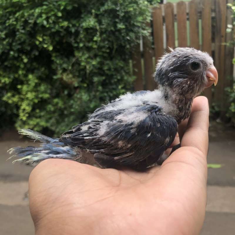 Harga monk parakeet on sale