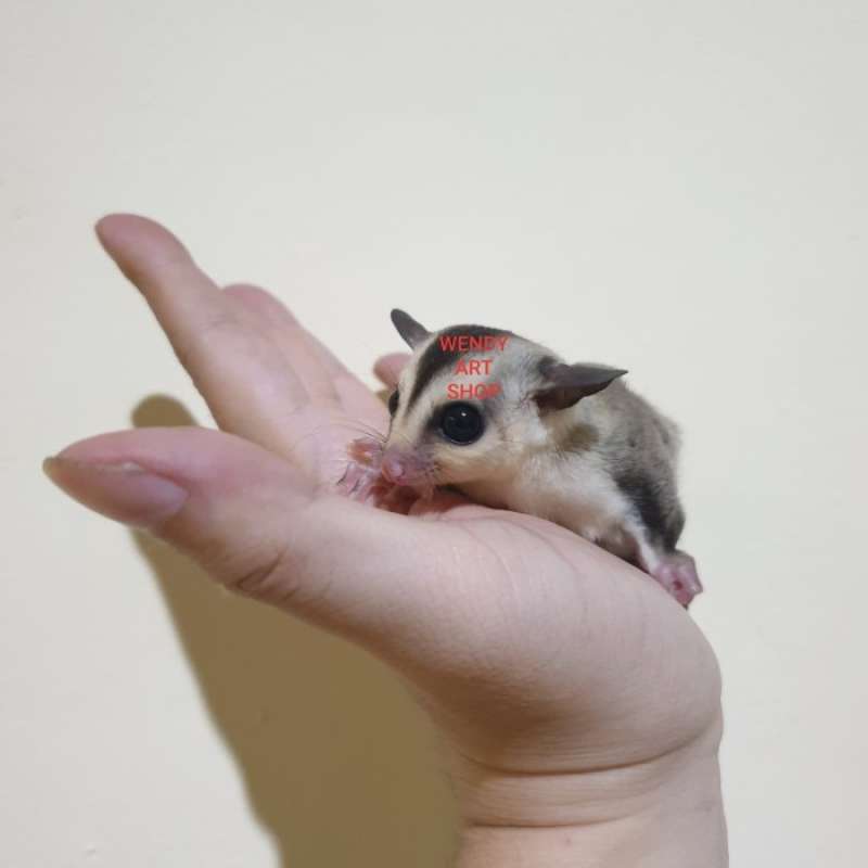 Platinum mosaic clearance sugar glider