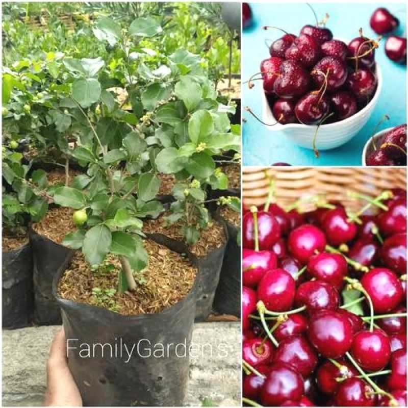 Jual Bibit Buah Cherry Original Murah - Harga Diskon Februari 2024 |  Blibli.com