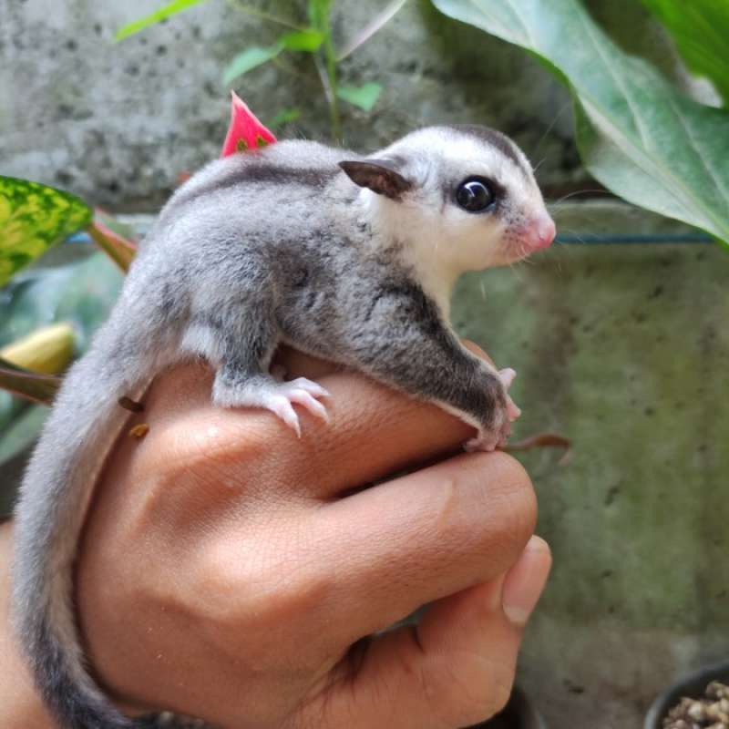Sugar glider wf discount