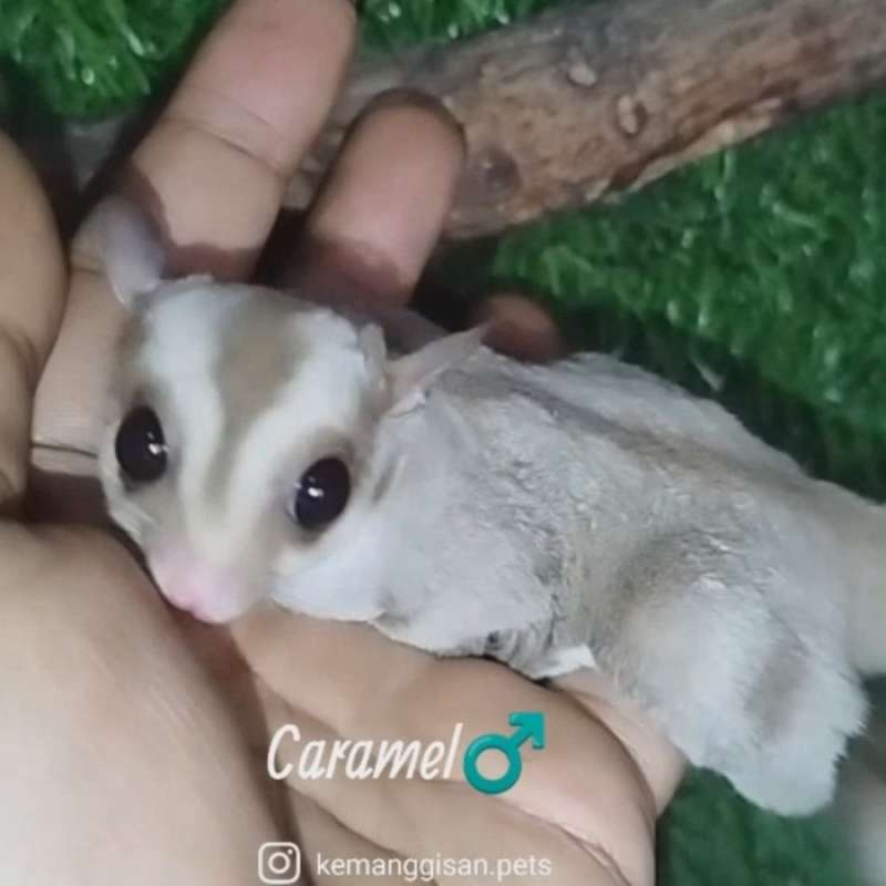 Sugar glider caramel sales