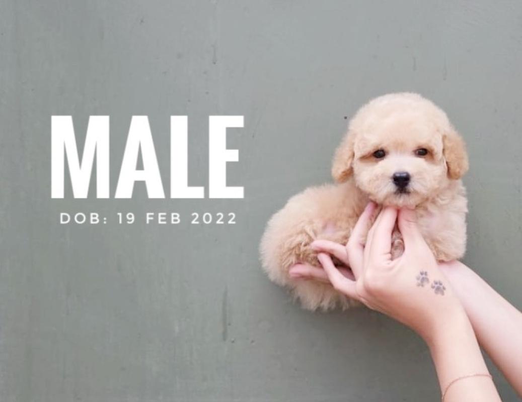 Harga rolly teacup puppies cheap