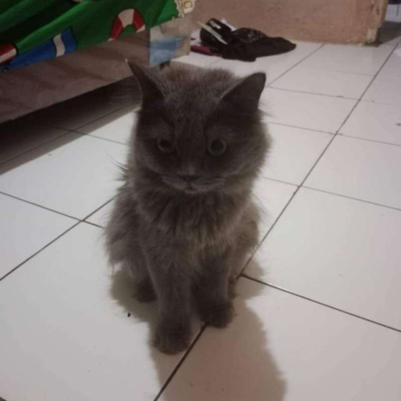 Promo Kitten Persia Medium Long Hair Diskon 17 Di Seller Hafizh