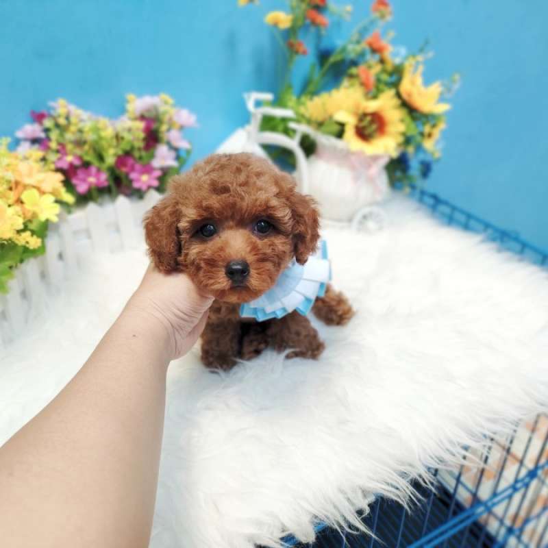 Jual hotsell teacup poodle