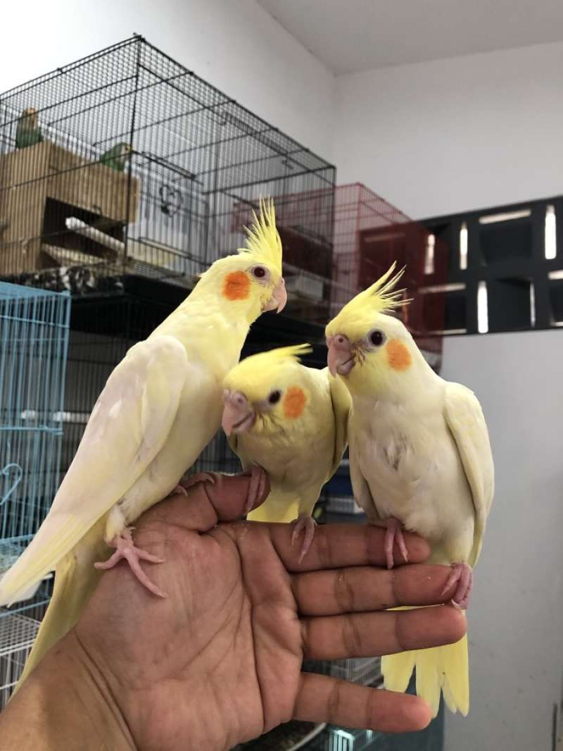 Jual cockatiel sales