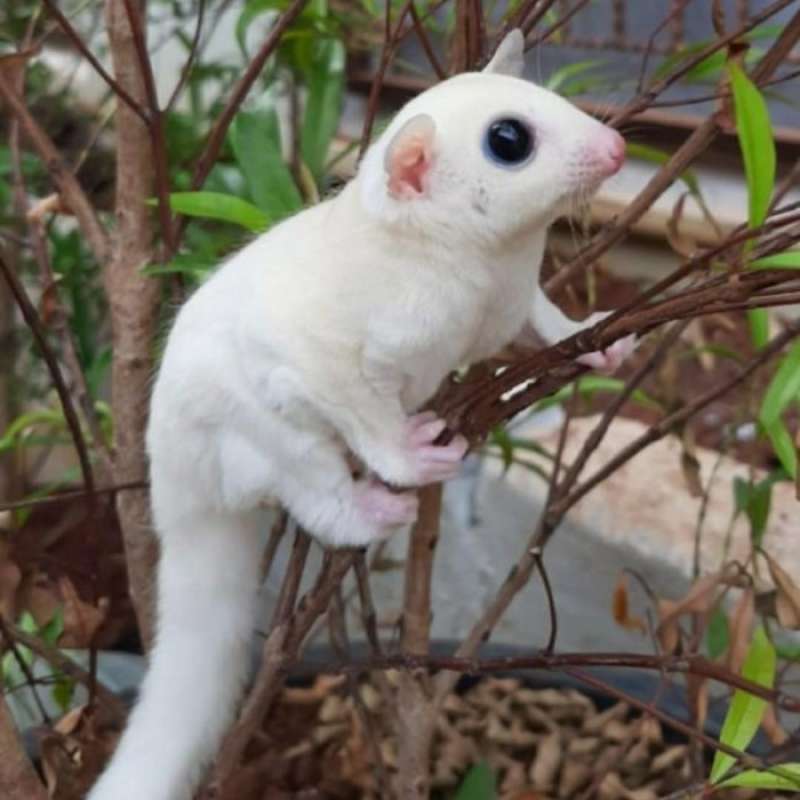 Toko shop sugar glider