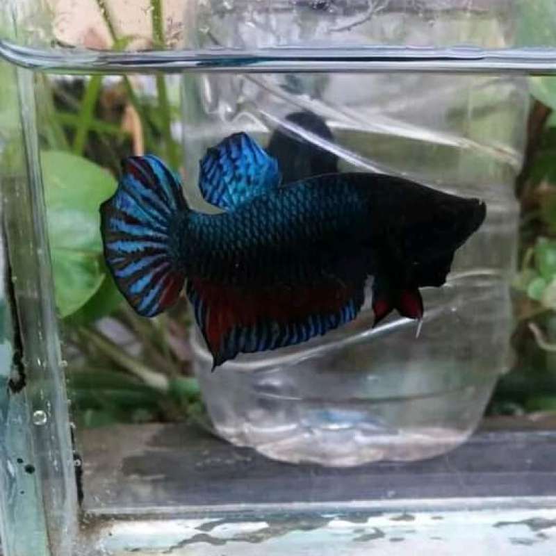 Promo Ikan Cupang Seri Big Game Diskon 26% Di Seller Goofy Petshop