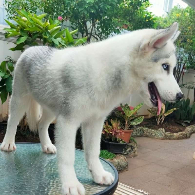 Husky puppy harga sales